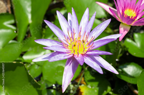 Lotus flower in pond, select focus. Purple and pink lotus with sunlight.