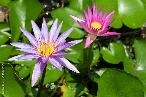 Lotus flower in pond, select focus. Purple and pink lotus with sunlight.