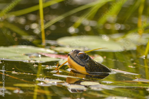 Blanding's turtle (Emydoidea blandingii) emerging from the water