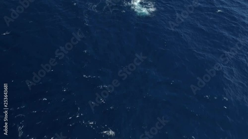Drone zenital image of a group of Humpback Whales recorded in Espírito Santo - Southeast of Brazil. Atlantic Forest Biome.