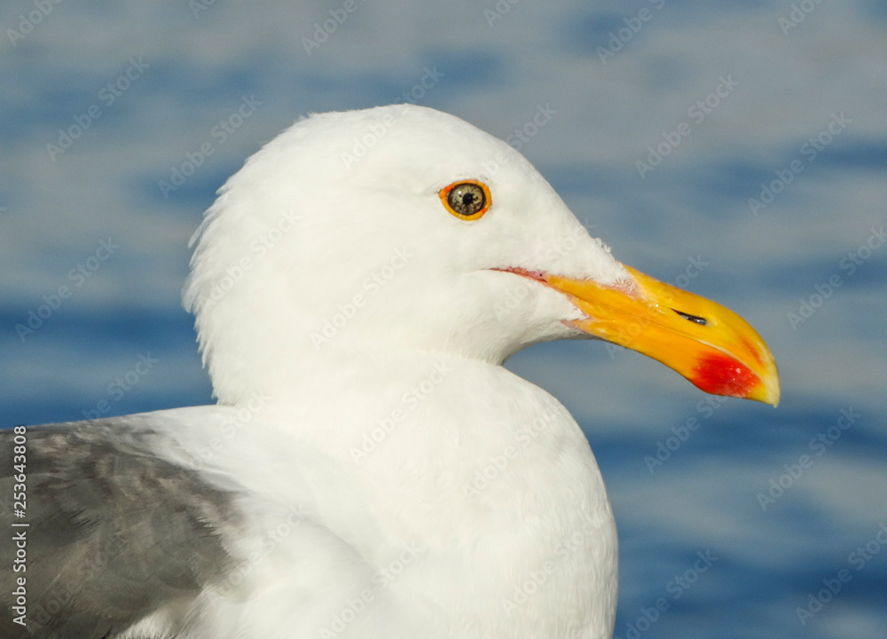  seagull