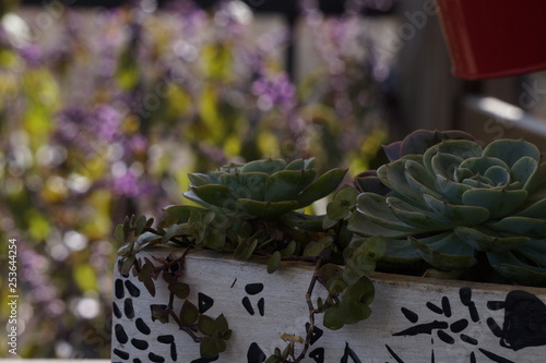 Fototapeta plantas 