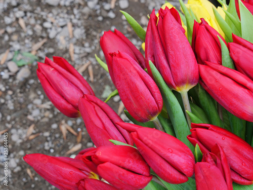 Red tulip flower bouquet closeup