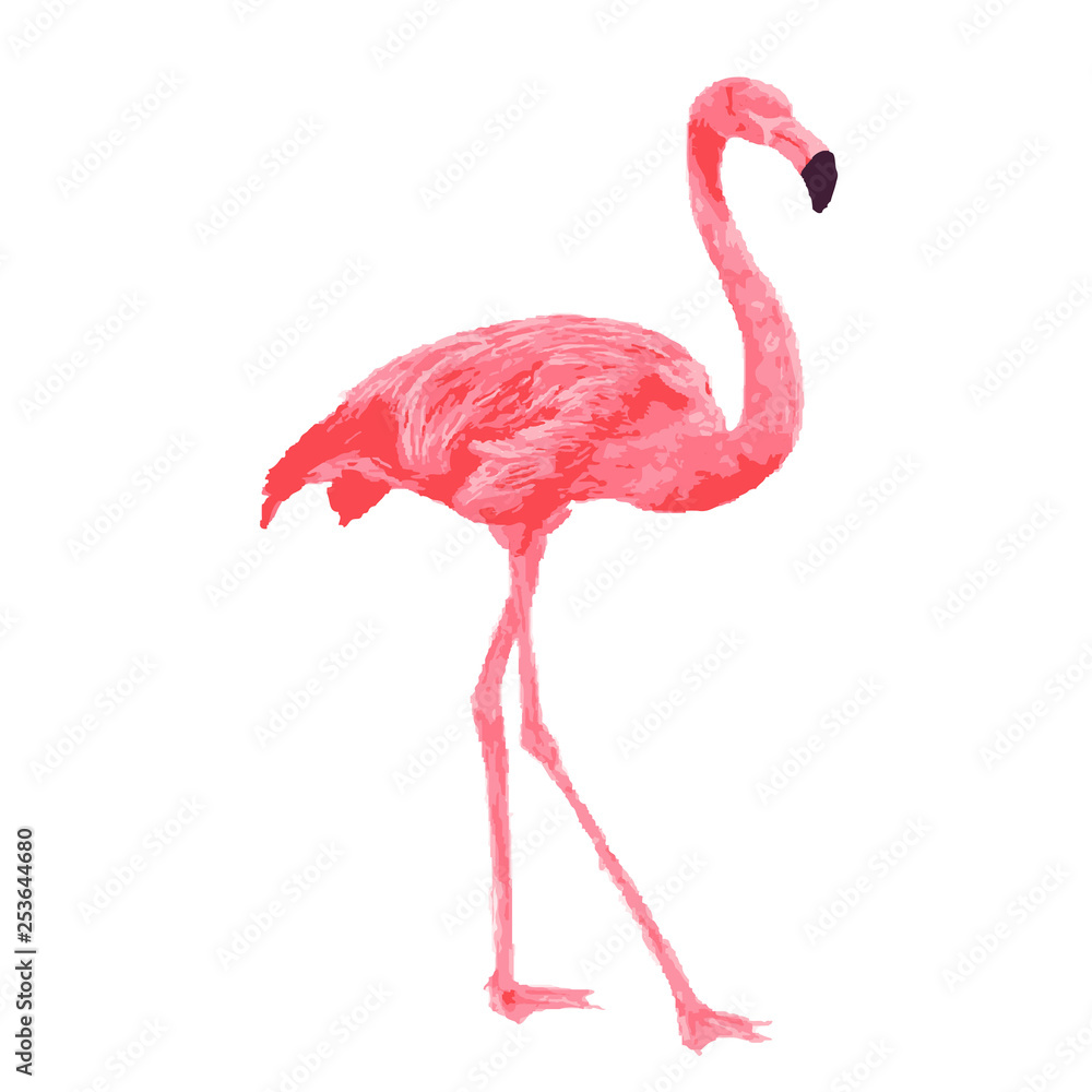 Fototapeta Różowy flamingo wektor akwarela