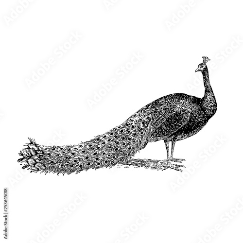 peacock vector