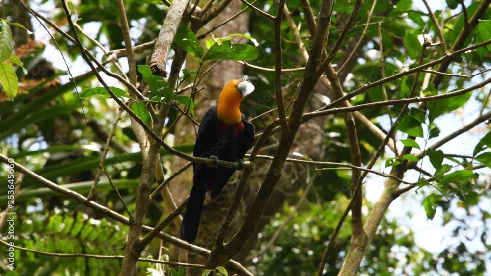 Bird cleaning feathers. Video recorded in Santa Teresa in 2018. Bird cleaning feathers. Video recorded in Santa Teresa in 2018.