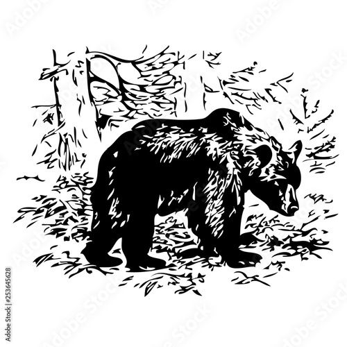Bear vector
