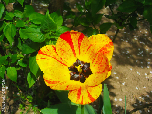 A little yellow, red tulip