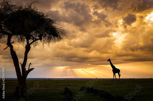 The Plains of Africa