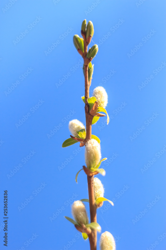 Close-up photo of spring young fresh leaves of the willow Verba on tree branches with buds, soft focus and blur background. Concept of holiday Easter and New life. Close-up photo of spring young fresh leaves of the willow Verba on tree branches with buds, soft focus and blur background. Concept of holiday Easter and New life.