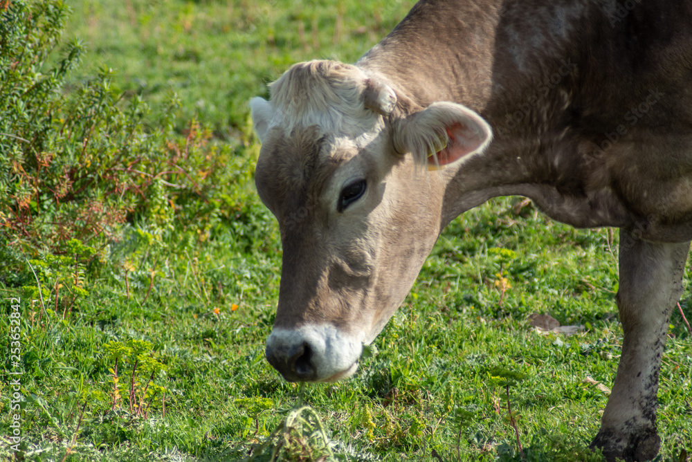View of a cow while grazing. The shot is taken during a beautiful sunny day in Sicily, Italy View of a cow while grazing. The shot is taken during a beautiful sunny day in Sicily, Italy