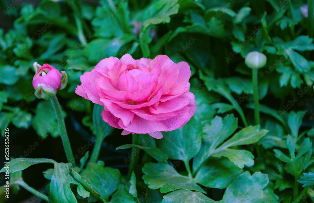 seedlings in pots with a pink flower for the garden