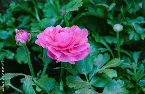 Wallpaper Mural seedlings in pots with a pink flower for the garden Torontodigital.ca