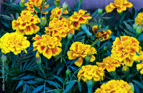 beautiful flowers marigold