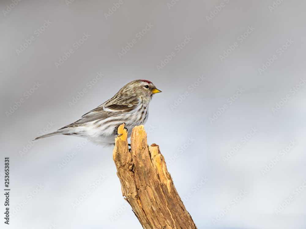 Common Redpoll Perched on Snag in Winter Common Redpoll Perched on Snag in Winter
