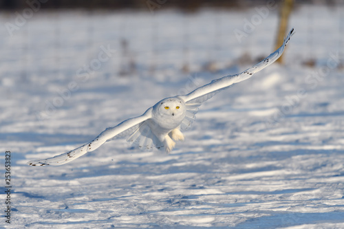 Male Snowy Owl Flying Low over Snow Field