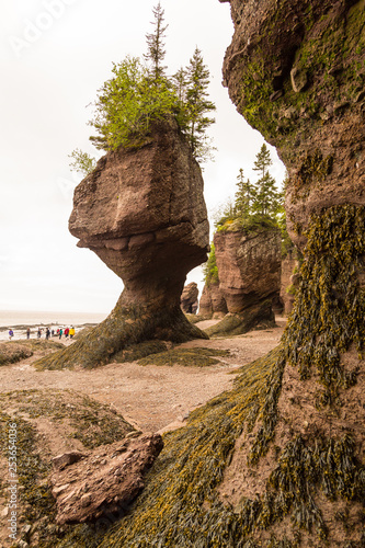 Tourists Walking on Ocean Floor at Hopewell Rocks on Bay of Fundy at Low Tide.