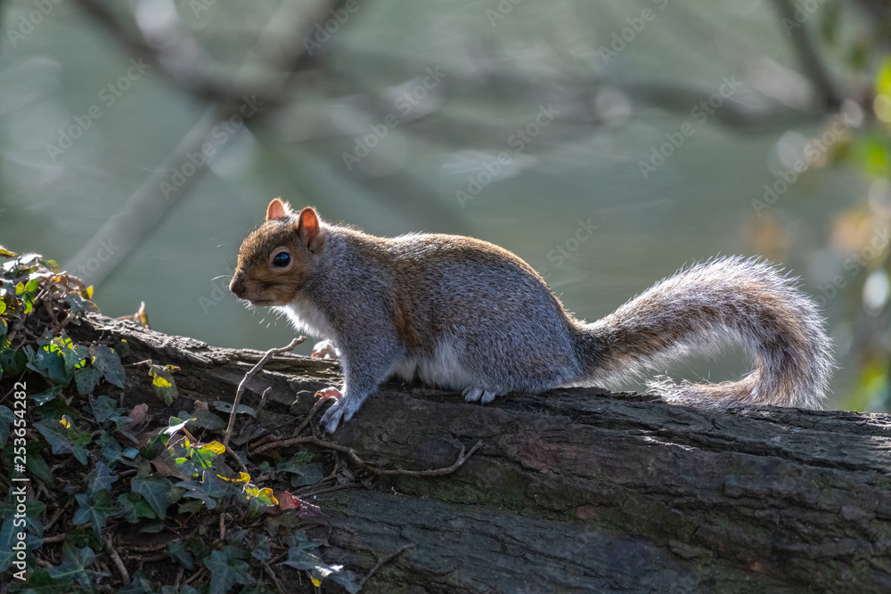 Eastern gray squirrel (Sciurus carolinensis) Eastern gray squirrel (Sciurus carolinensis)
