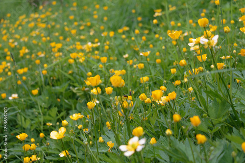 In a grassy meadow wild yellow buttercups bloom in Norway's oldest industrial community Alvøen near Bergen.