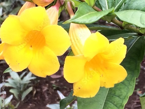 yellow flowers