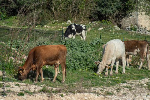 View of some cows while grazing. The shot is taken during a beautiful sunny day in Sicily, Italy