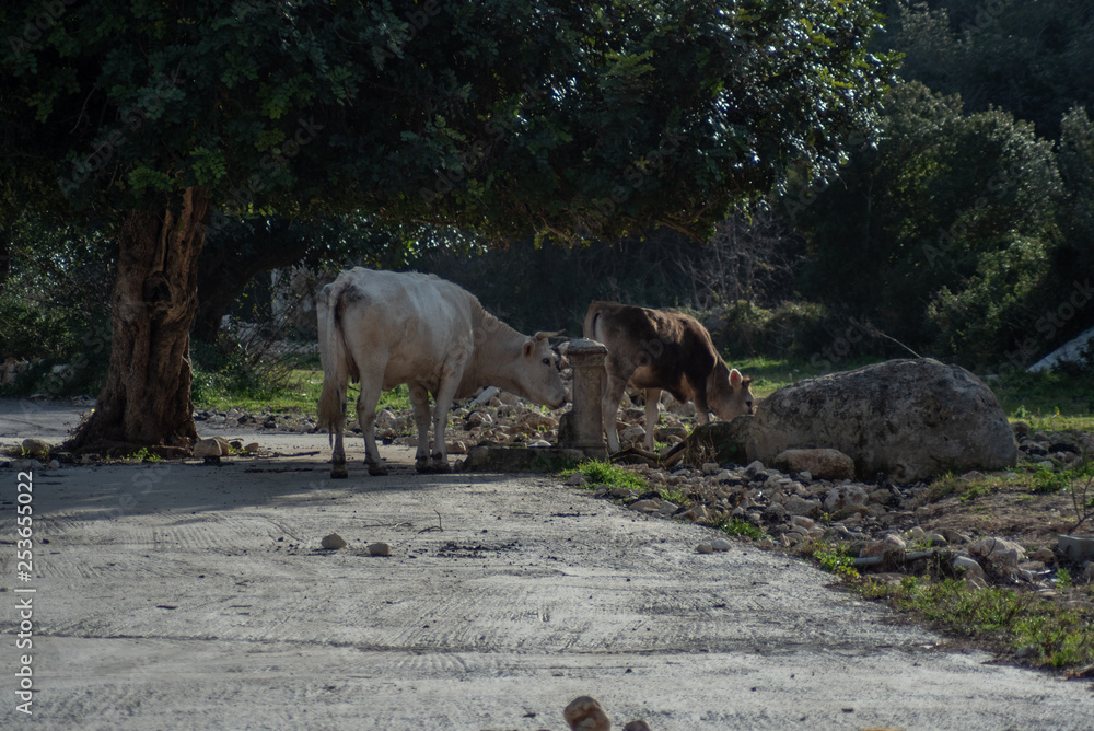 View of some cows while grazing. The shot is taken during a beautiful sunny day in Sicily, Italy View of some cows while grazing. The shot is taken during a beautiful sunny day in Sicily, Italy