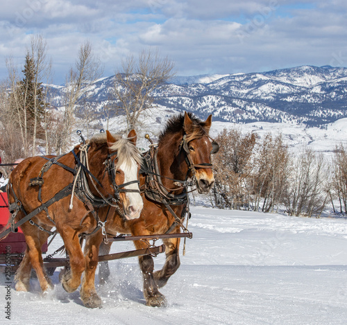 Winthrop, Washington state, USA - March 1, 2019: Winter fan sleigh ride with beautiful Percheron horses