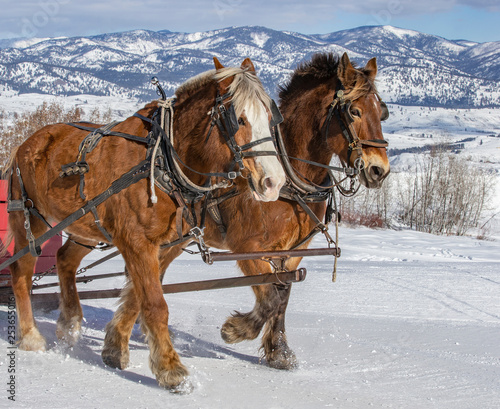 Fotografie Winthrop, Washington state, USA - March 1, 2019: Winter fan sleigh ride with bea