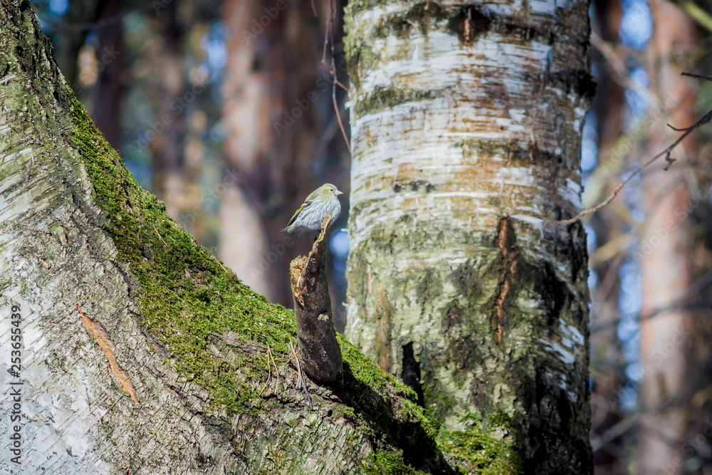 Obraz premium hungry wild bird siskin on a tree in spring forest