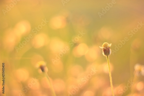 Fototapeta Naklejka Na Ścianę i Meble -  Blur grass flower sunrise for background in the morning. 