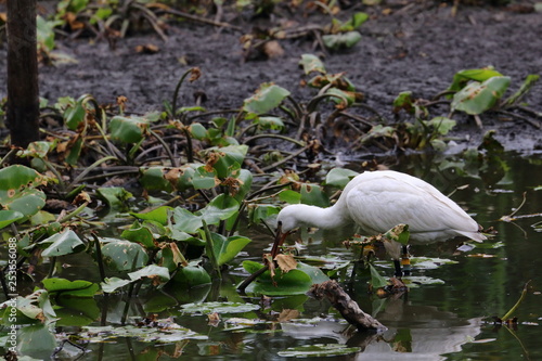 eurasian spoonbill photo