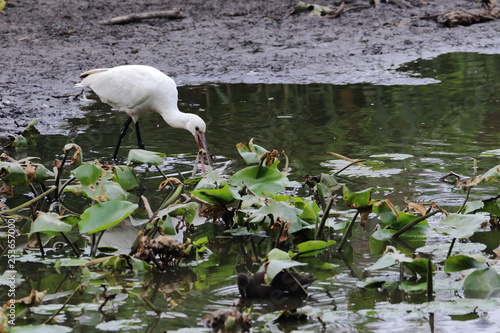 eurasian spoonbill photo