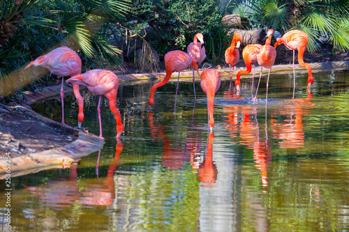 scenery with pink flamingos in the pond