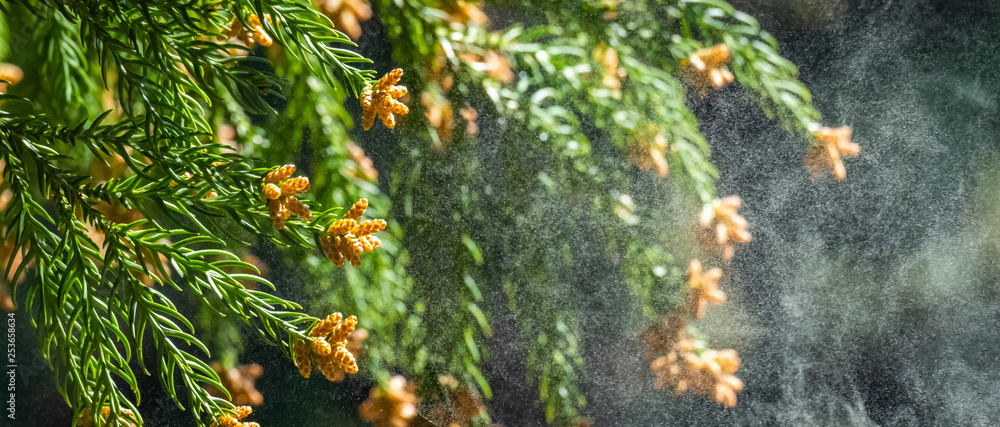 杉 花粉 Stock Photo Adobe Stock