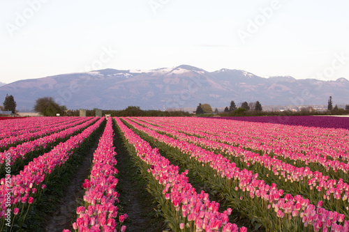 Tulip festival, WA, USA. 