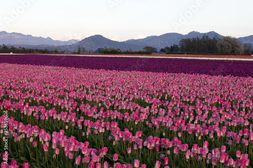 Tulip festival, WA, USA.  © Randy Klimek