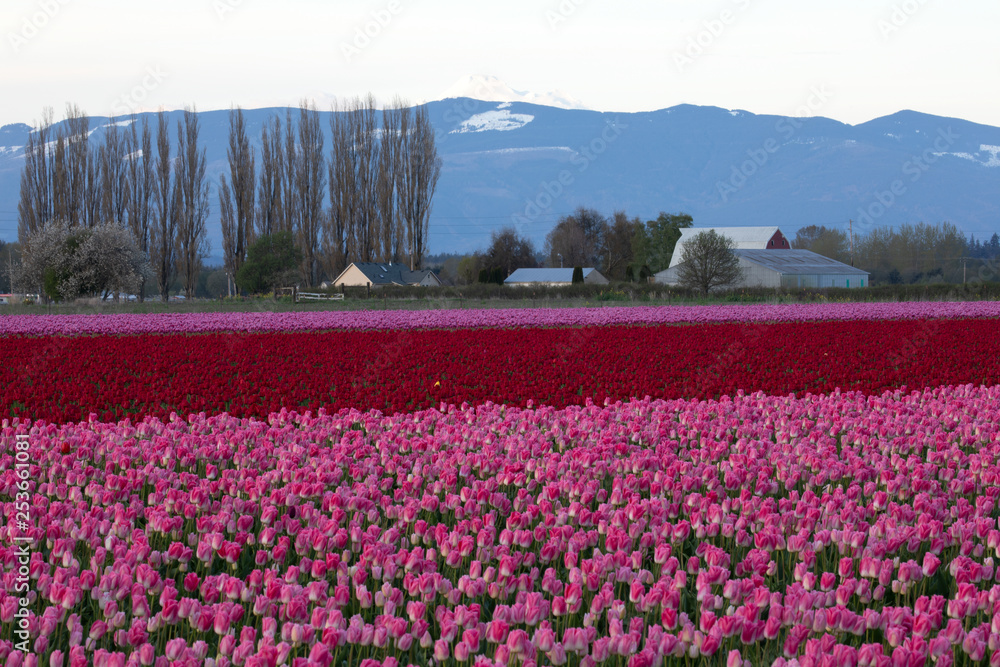 Obraz premium Tulip festival, WA, USA. 