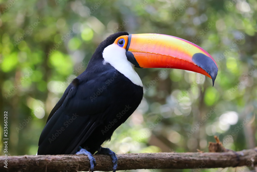 Fototapeta premium Piękny Toucan Free