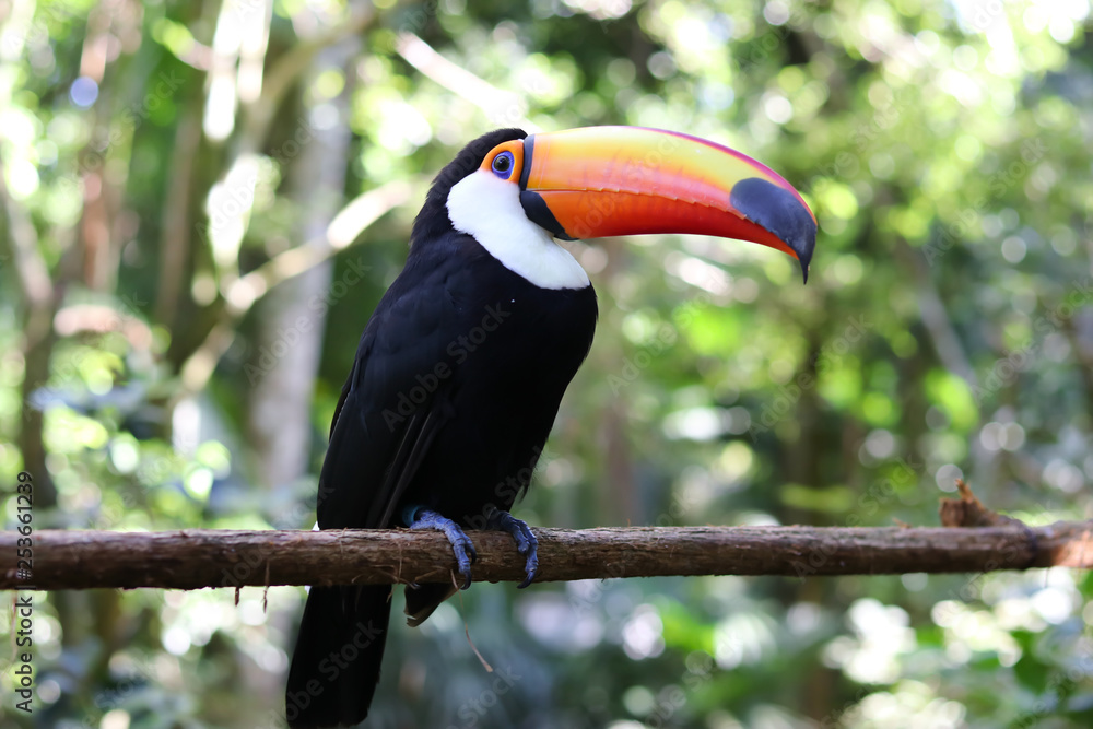Fototapeta premium Beautiful Toucan