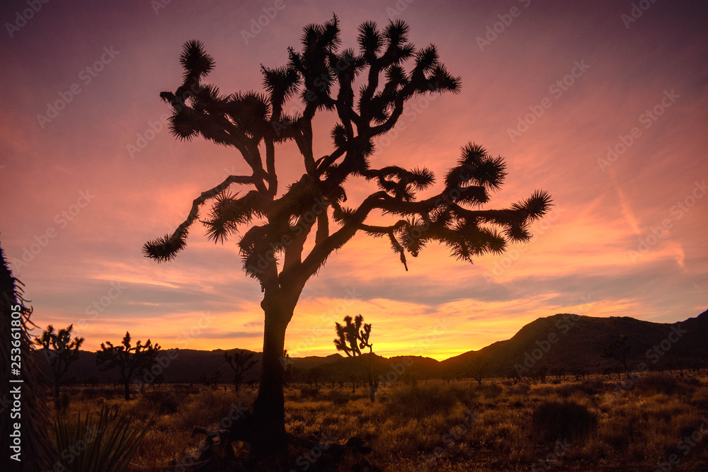 Joshua trees at sunset 