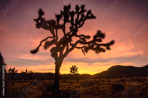 Joshua trees at sunset 