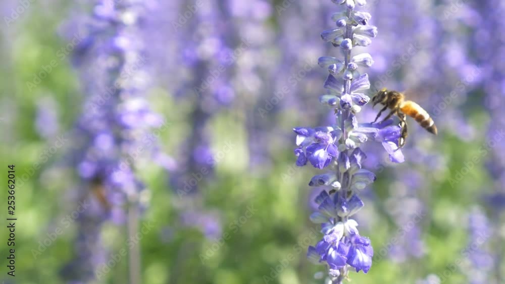 Close up flying bees fly around Perennial Salvia plants in flower garden Close up flying bees fly around Perennial Salvia plants in flower garden