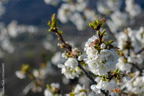 Cherry tree blossom © charlinshots