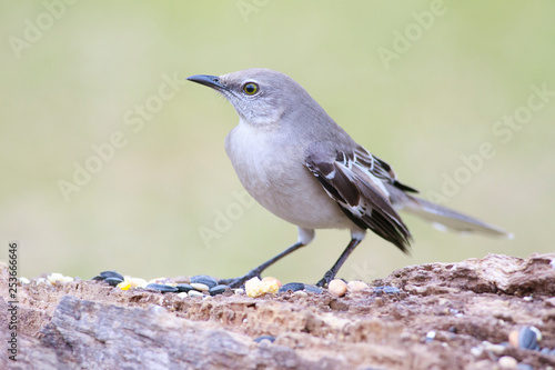 Mimus polyglottos outside backyard home feeder