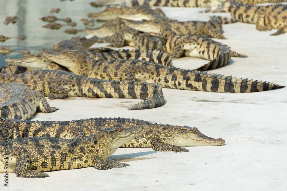 Obraz premium Raising crocodiles in the growing farm