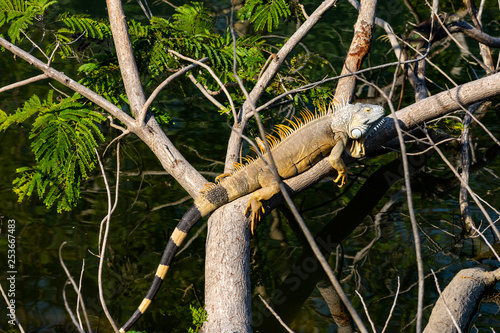 Black tail iguanas lying in the sun on a tree.