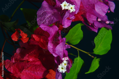 underwater Bougainvilia photo