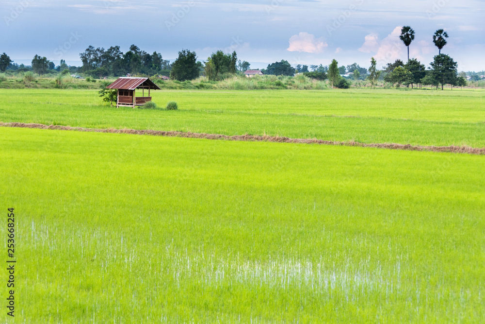 Jasmine rice in golden fields,Thailand Jasmine rice in golden fields,Thailand