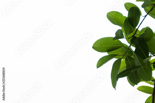 Green leaves on a white background