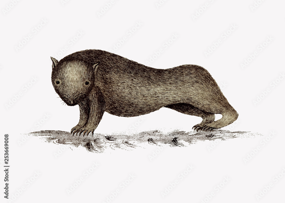 Obraz premium Wombat animal drawing